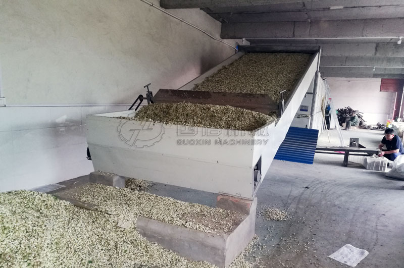 網帶式烘干機烘干槐花